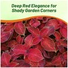 Outsidepride Wizard Velvet Red Coleus Seeds for Planting - 200