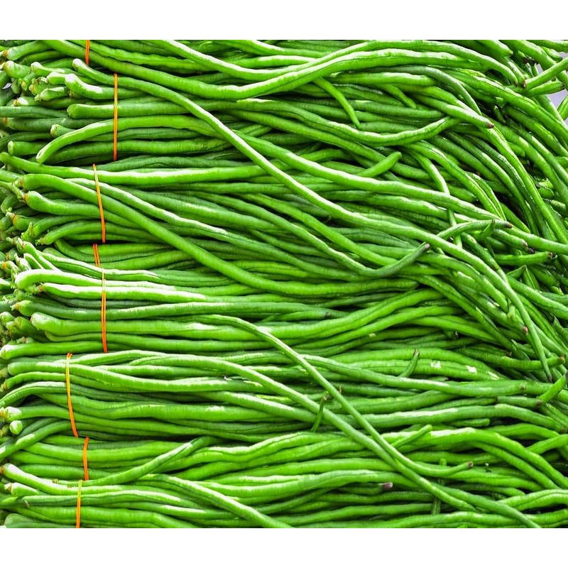 100+ Seeds Snake Oriental Yard Long Pole Bean Seed for