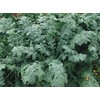 2000 White Russian Kale Seeds for Planting Heirloom Non GMO