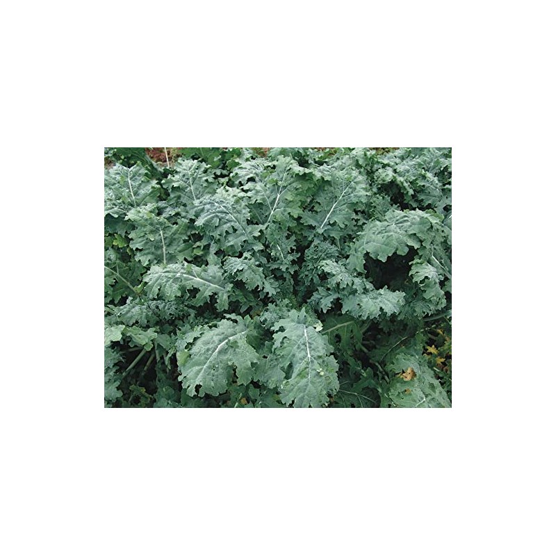 2000 White Russian Kale Seeds for Planting Heirloom Non GMO