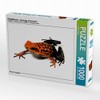 Calvendo Ameerega Silverstonei Arrow Poison Frog