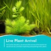 CANTON AQUATICS Live Aquarium 6 Hornwort Coontail Indoor Plants -