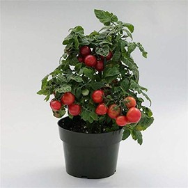 50 Red Robin Dwarf Bush Heirloom Cherry Tomato Seeds