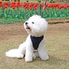 犬用 すっぽ抜けない 着脱簡単 セーフティーロック付 抗菌防臭加工 スーパーハーネス＆リードセット トリコロールネオ【グレー】【6号】（9713）アクティブな子 気の弱い子 気管や頸椎の弱い子 パピーや老犬の介護用に