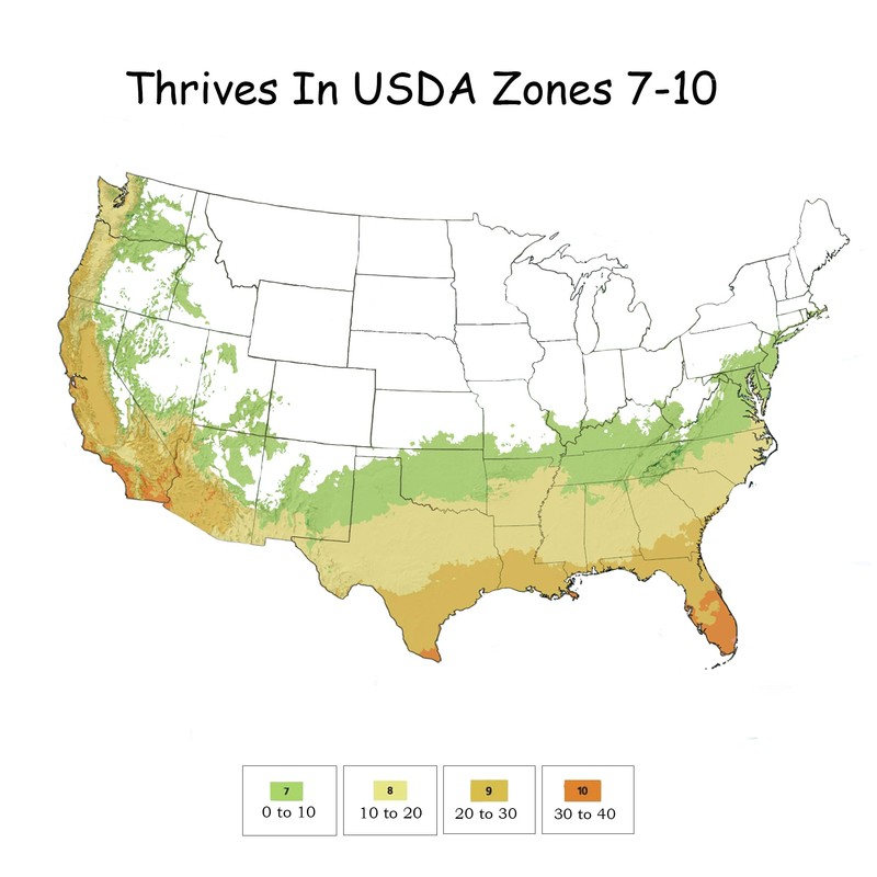 Southern Living Sunshine Ligustrum 2 Gallon