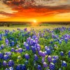 Texas Bluebonnet Flower Field and Sunset (Absorbent Ceramic Coaster, Single,