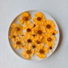 WINSOME Invisible Plate Hangers for Wall | Decorative Dish Display