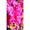 Azalea 'Girard's Fuchsia' (Azalea) Shrub, bright pink flowers, #2 -