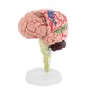 Human Brain Anatomical Model, 1-Piece Medical Teaching Tool, 10 x
