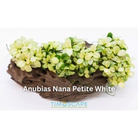 Anubias Nana Petite White Rare Live Aquarium Plant, Premium Fish Tank/Pond Plant - 1 Clump (4-6 Plants)