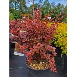Royal Blaze Barberry Shrub, Deep Purple-Red Foliage, Ornamental Garden Plant (2 Gallon)