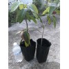 Homegarden Mango Live Tropical Fruit Tree 12”-25” Grafted Mango Tree