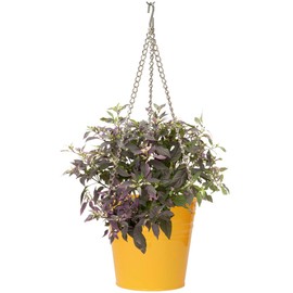 Houston International 6151E SAFF 9-Inch Steel Hanging Planter, Saffron
