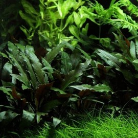 Mainam Cryptocoryne Beckettii Potted Live Aquarium Decorations Aquatic Plants for Fish Tank