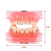 Angzhili Dental Removable Teeth Model Silica Gel Material Soft and