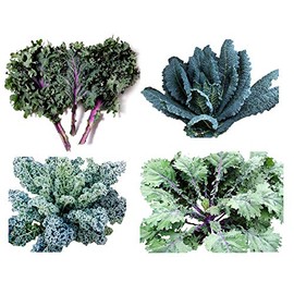 1000 Kale Mixed Seeds, This is a Mix Dwarf Blue Curled, Lacinato Dinosaur, Siberian Dwarf, Russian Red, Heirloom Non-GMO USA Grown Brassica oleracea