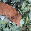 Vivid Arts - Prowling Fox Plant Pal - PLP-129