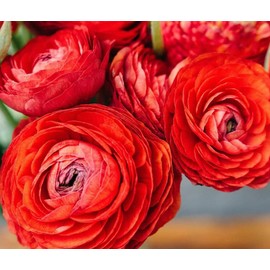 Mixed Peony Ranunculus Bulbs- Persian Buttercup -10 Corms Bulbs Flowering Blooms Perennial Bulbous Root Garden Plant (Red)