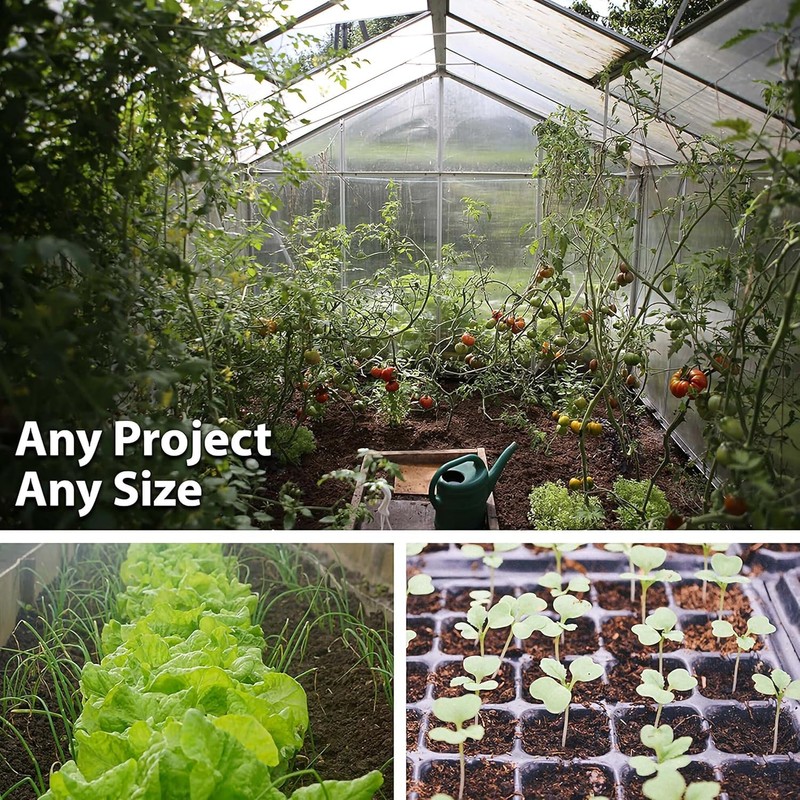 Husky Gold Salad Tomato 300 Mg ~ 80 Seeds –