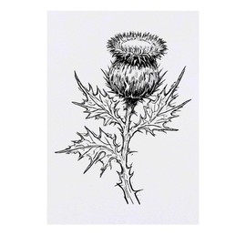 'Scottish Thistle' Temporary Tattoo - Water Resistant, Skin-Safe, Non-Toxic Transfer (TO00072333)