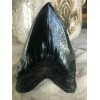 Nearly Perfect Megalodon replica tooth 6" perfect serration BLACK WITH