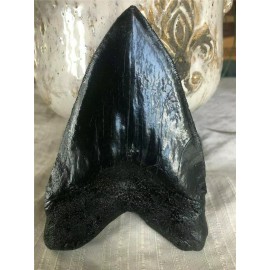 Nearly Perfect Megalodon replica tooth 6"  perfect serration BLACK WITH STAND