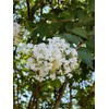 White Flowering Ornamental Crepe Myrtle Trees - Quart Containers -