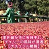 Coffee, Raw Beans, Mocha, Ilgachev, Natural G1, Ethiopia, Galaxy Coffee