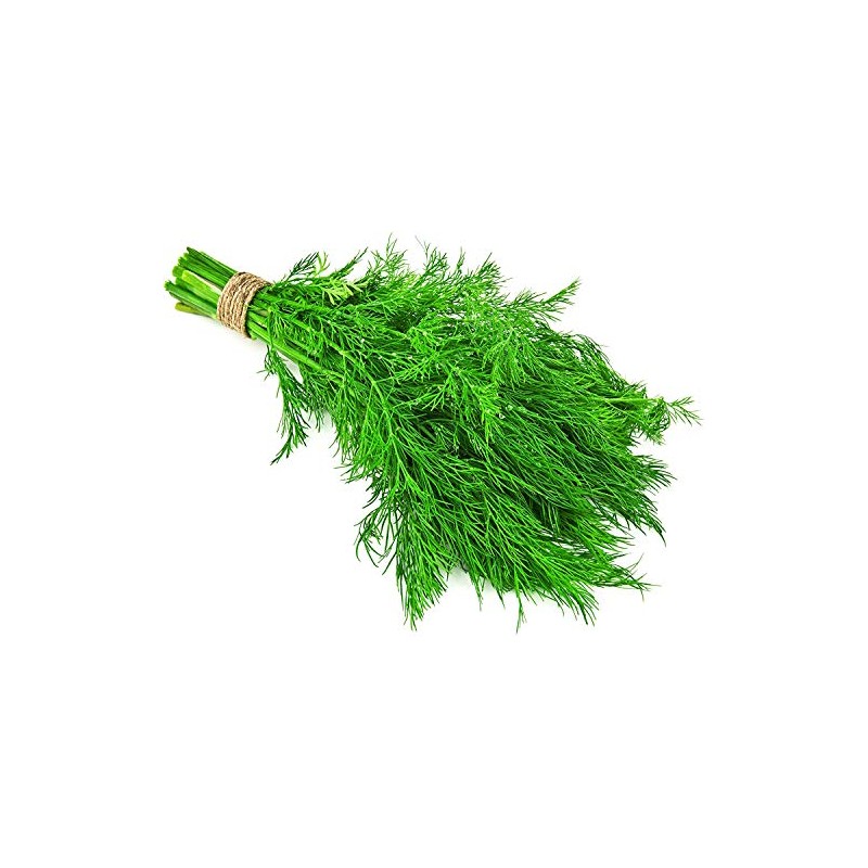 Teddybear Dill Dwarf Fernleaf Dillweed Pickling Pickles Premium Seed Packet