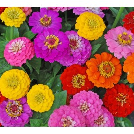 Axel's Garden Seeds Zinnia Lilliput Flower Bulk Seed Mix | Non-GMO | Heirloom | Fresh Garden Seeds - 100 Seeds