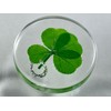 Real Four Leaf Clover Good Luck Pocket Token, Preserved, 1.25”,