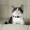 3 Pack Breakaway Cat Collars with Bell and Accessories, Flower