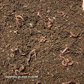 fishalotfarms 7 Lbs Freshly Sifted Redwiggler Worm Castings With Cacoons + Baby's