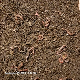 fishalotfarms 7 Lbs Freshly Sifted Redwiggler Worm Castings With Cacoons + Baby's
