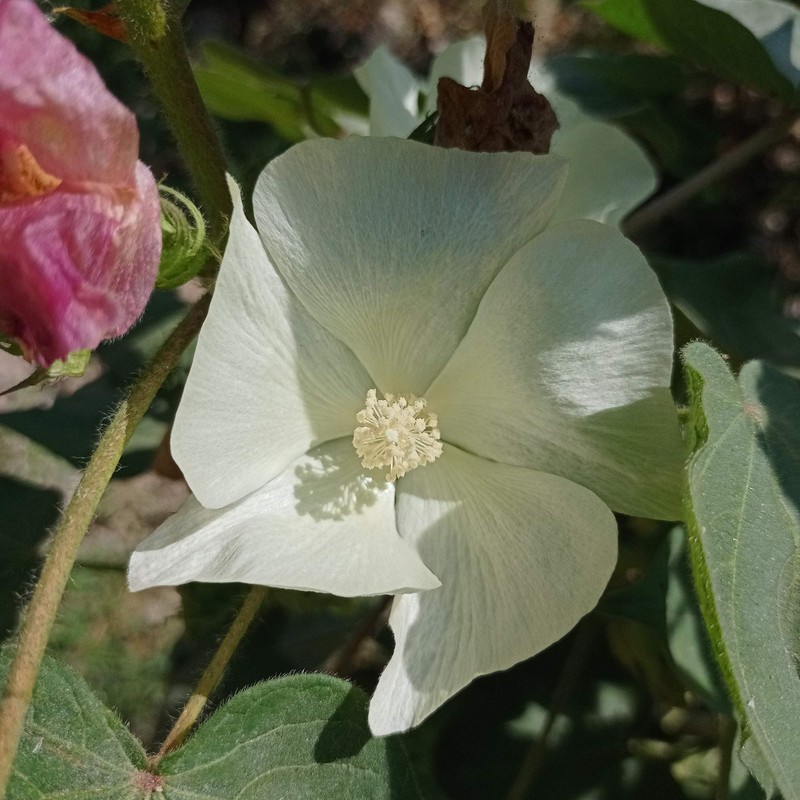 Outsidepride Cotton Levant - 200 Seeds