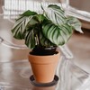 VUWEZ Plastic Plant Saucer, Plant-Saucers