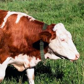 DOITOOL Cow Collar Canvas Calf Collar Neck Strap Adjustable Buckle Livestock Traction Necklace for Farm Animals Sheep Horse Pet Green - 3 Pack