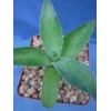 Crazy H Cactus Agave potatorum "Spawn" Starter Plants! FINALLY AVAILABLE!!
