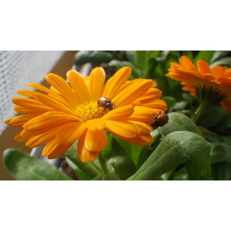 Insect Frass : Organic Fertilizer: 10 Pounds