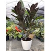 Ficus Burgundy Rubber Tree, Bush Form Live Tropical Plant (7GAL