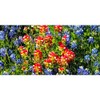 CafePress Texas Bluebonnets Aluminum License Plate, Front License Plate, Vanity