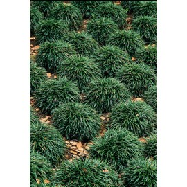 Dwarf Mondo Grass - 10 Live Plants - Shade Loving Evergreen Ground Cover Ophiopogon Japonicus Nanus
