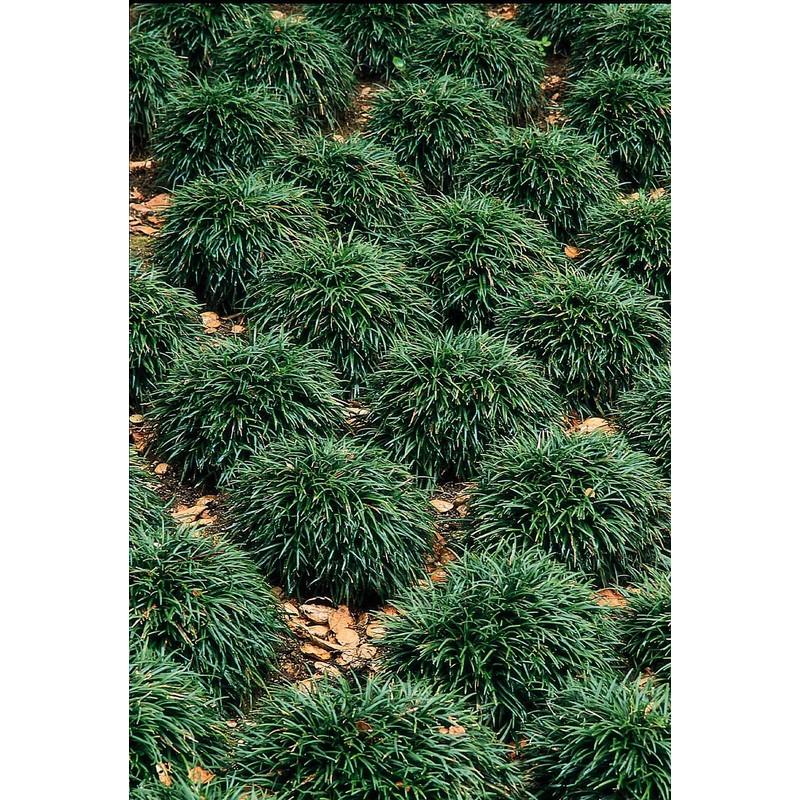 Dwarf Mondo Grass - 10 Live Plants - Shade Loving