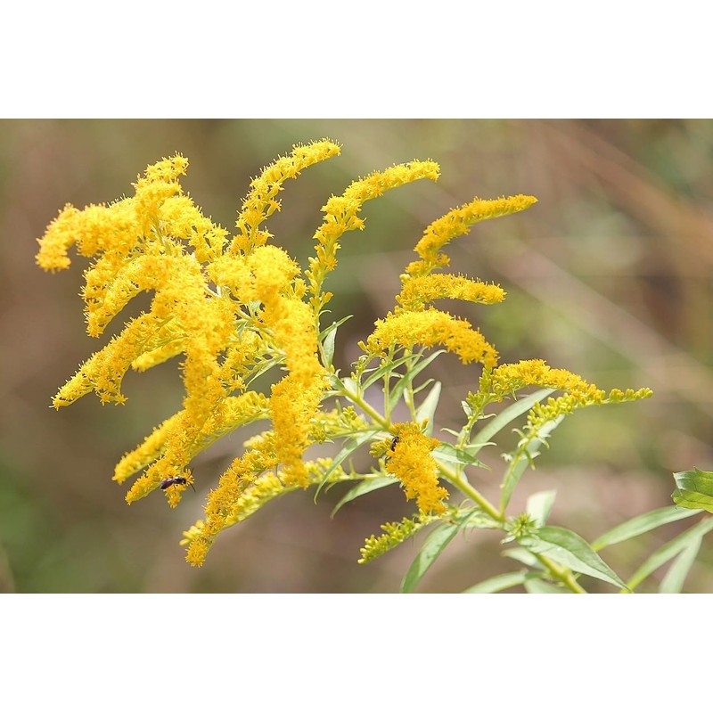 Goldenrod Tea Herb - Natural, Cut & Dried Solidago Virgaurea