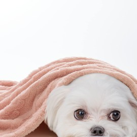 MIULEE Pet Dog Blanket 70x100 cm Fluffy Fleece Fabric Soft and Cute Warm Bed Cover Blanket Throw Washable Sleep Mat for Dogs Cats Guinea Pig Anaimals Medium Pink