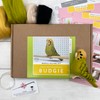 Bergin & Bath Needle Felting kit Budgie. Make a Green
