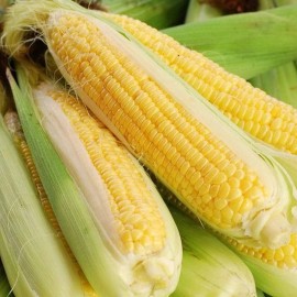 MySeeds.Co Honey Select Hybrid, Yellow Sweet Corn (Zea mays) Corn Seeds, Triple Sweet - 1 oz (~ 150 Seeds)