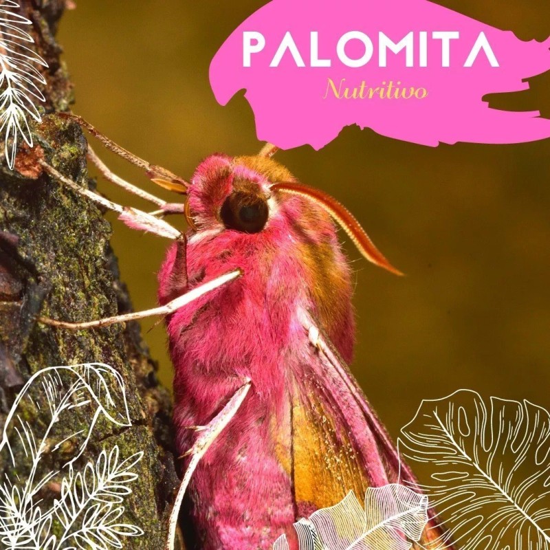 Vidamía Jabón Artesanal Ch Leche Nuez De La India Nutritivo