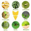 40 Pack Fungus Gnat Traps for House Indoor, Fungus Traps
