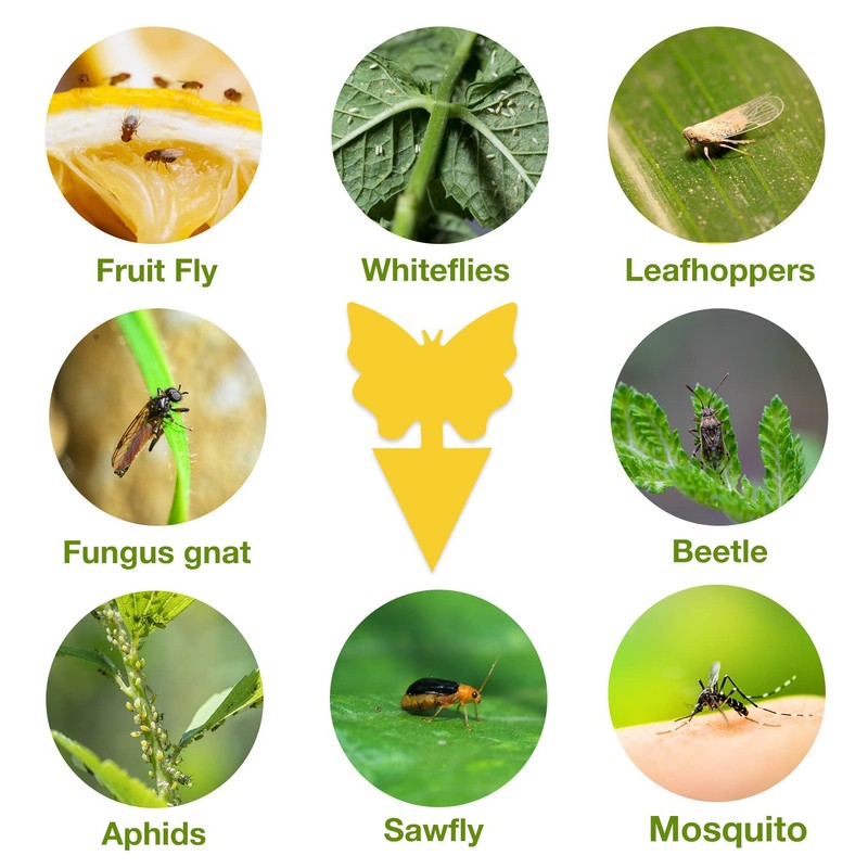 40 Pack Fungus Gnat Traps for House Indoor, Fungus Traps